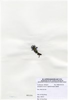 藏品(寬珊藻)的圖片